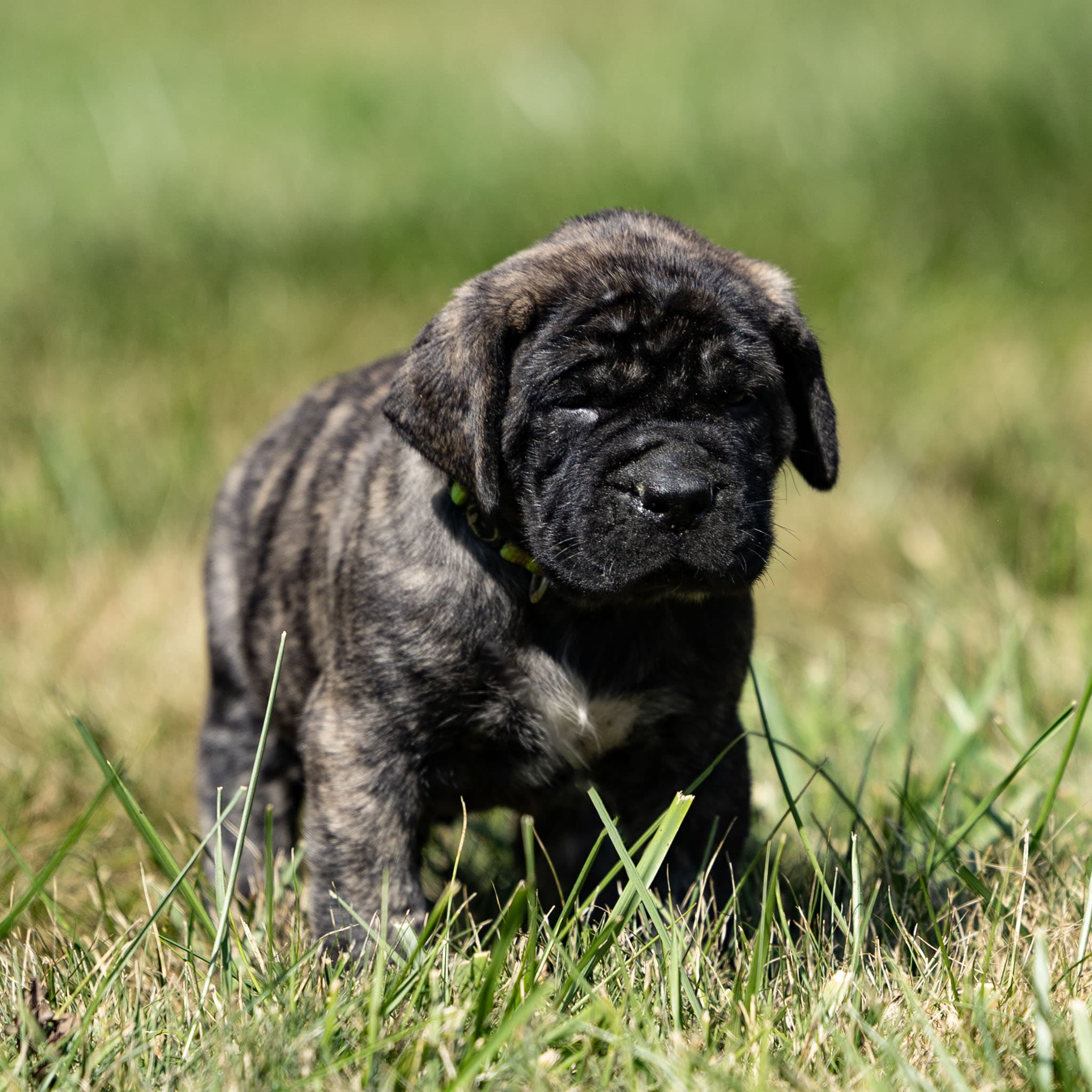 Oreo - Image 1 of 4