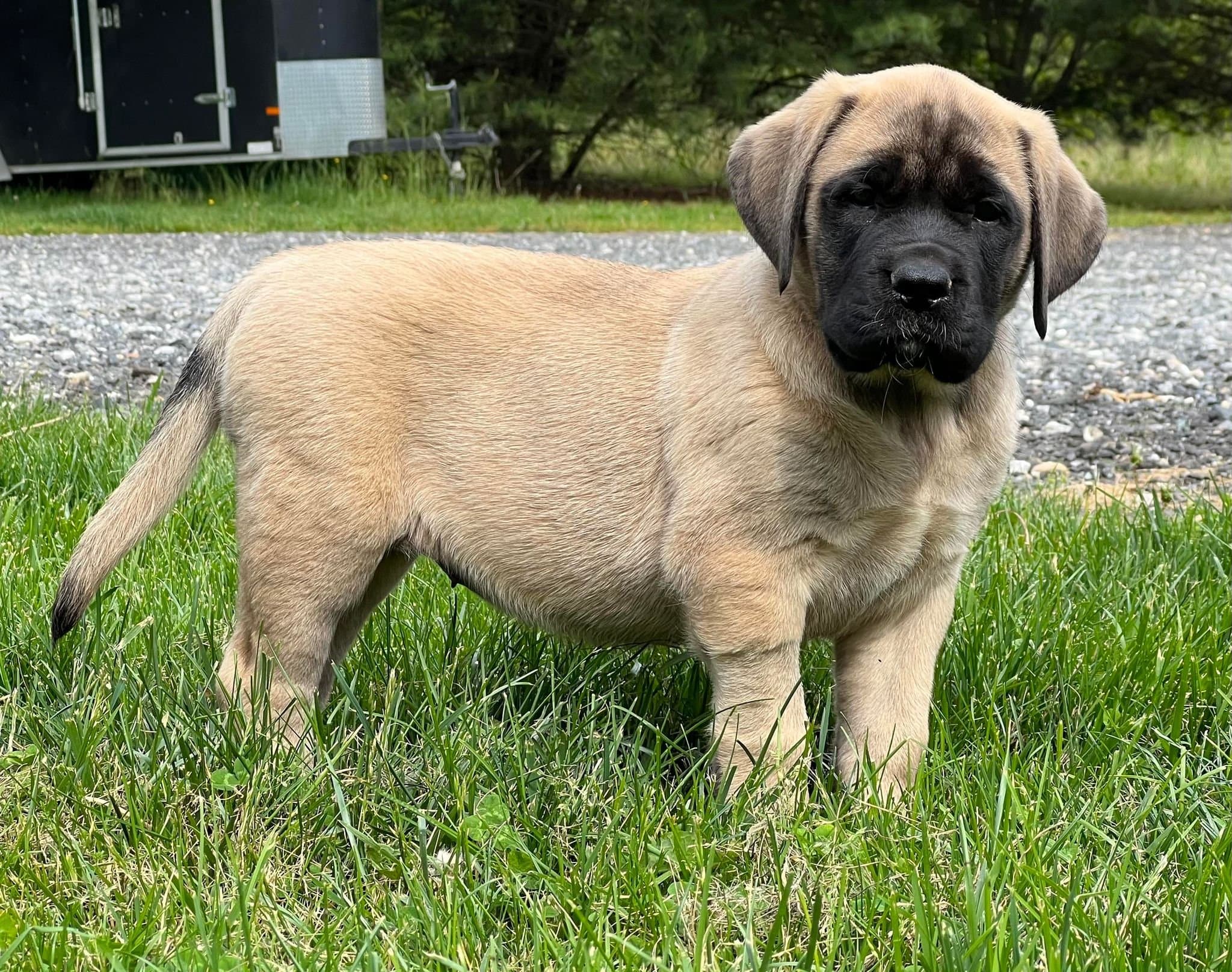 Dolly - Image 1 of 9