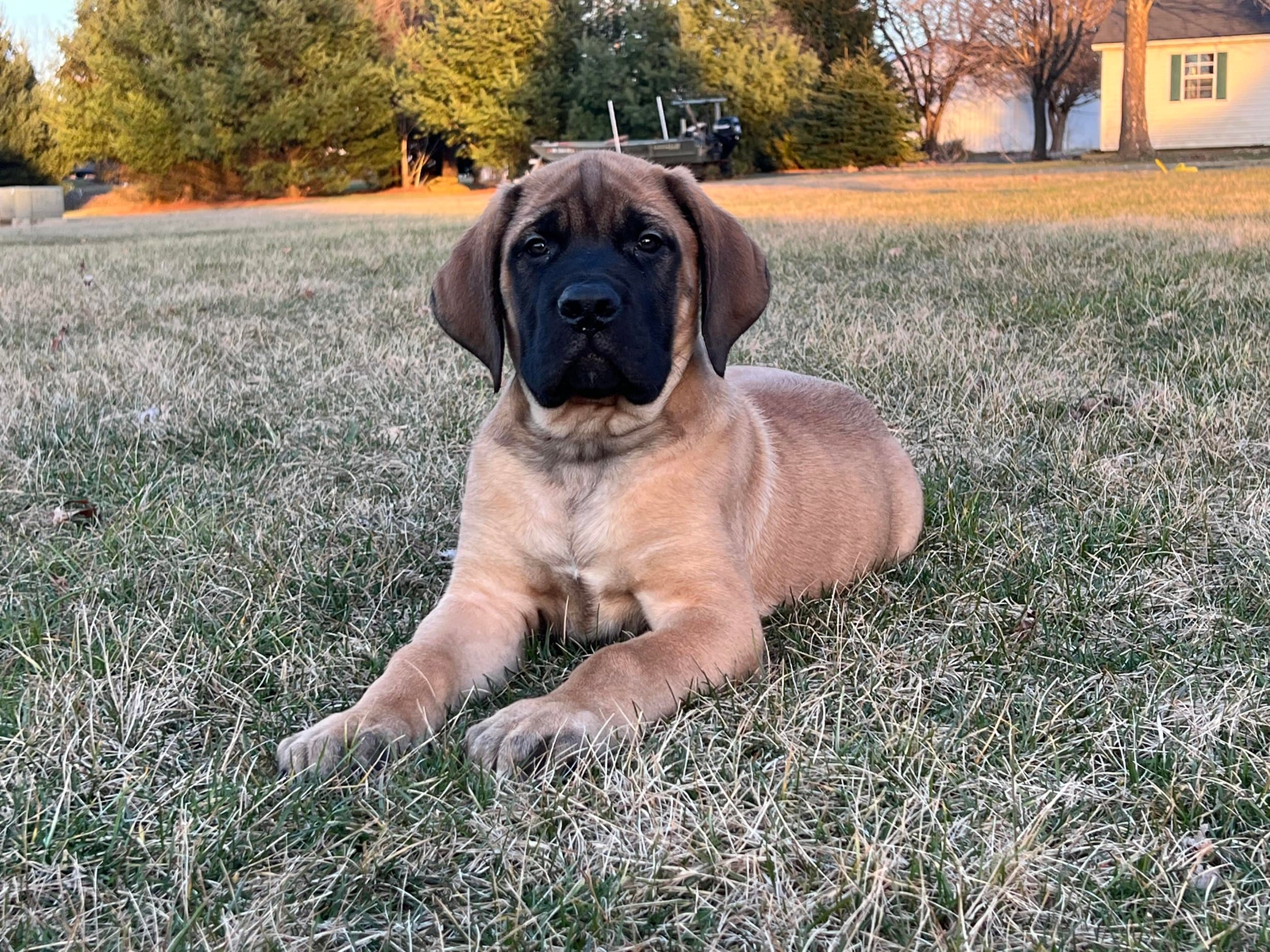 Hank - Image 3 of 3