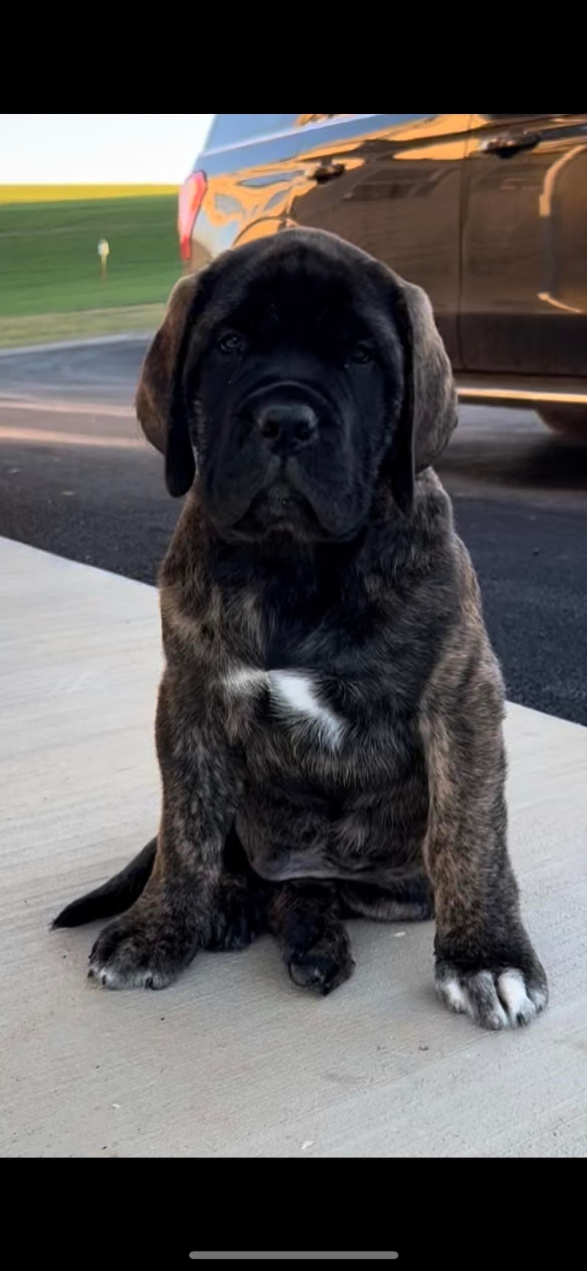 Teddy