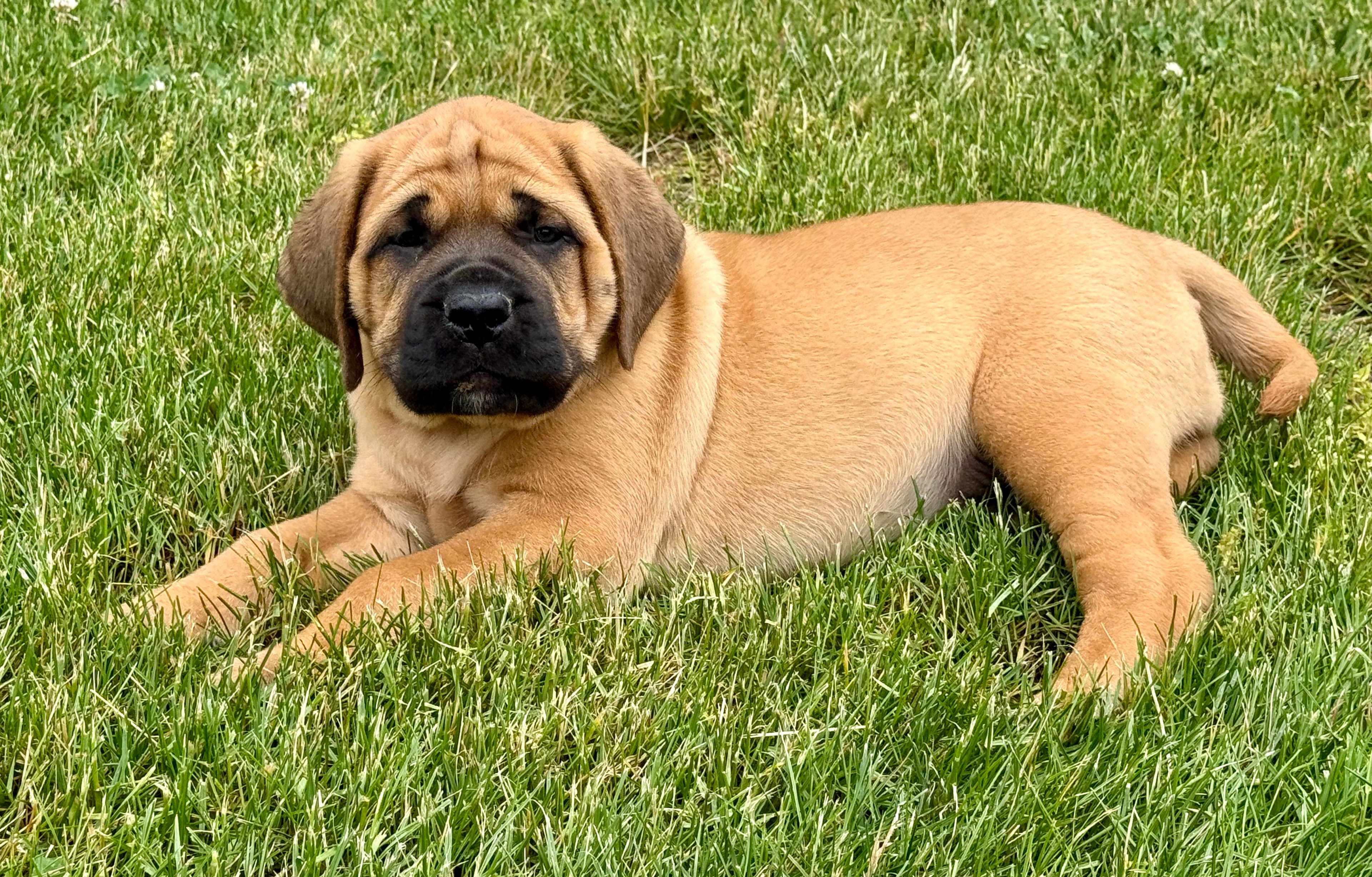 Willow - Image 1 of 3