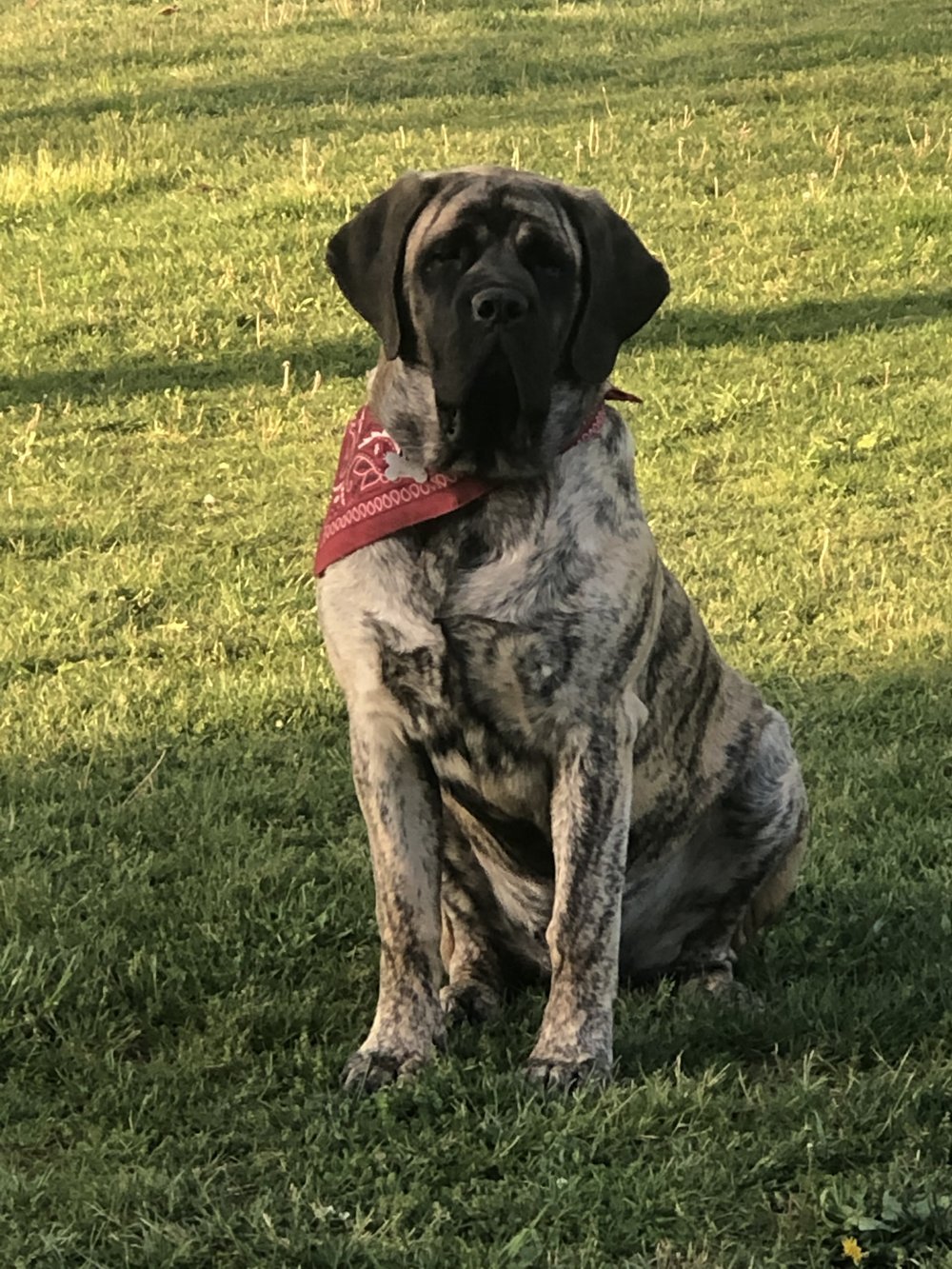Deer Creek's Claire Bear "Claire" — In Loving Memory - Image 2 of 23