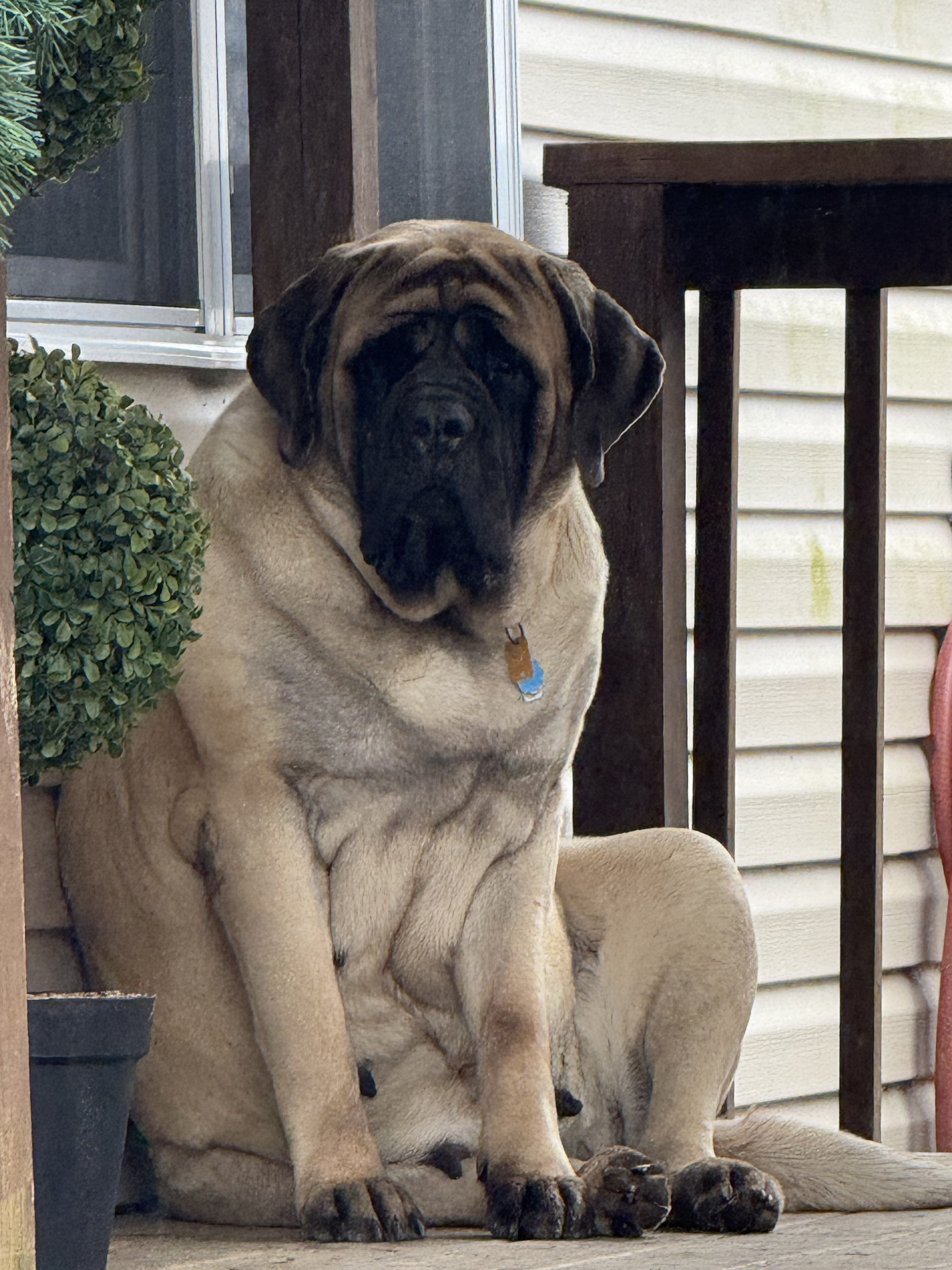 Deer Creek's Casey "Casey" - Image 4 of 7