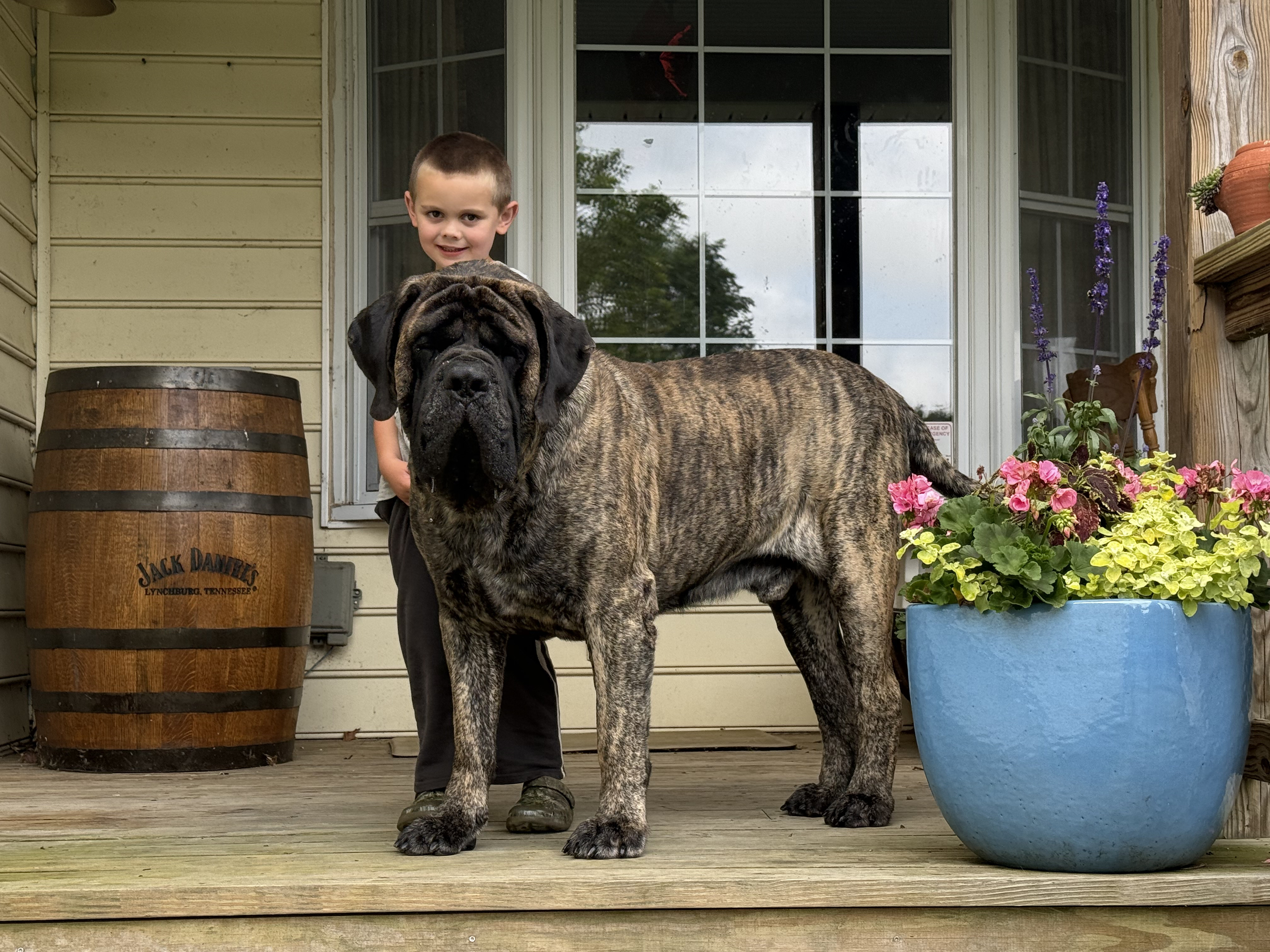 CH Deer Creek's Otis "Otis" - Image 9 of 10
