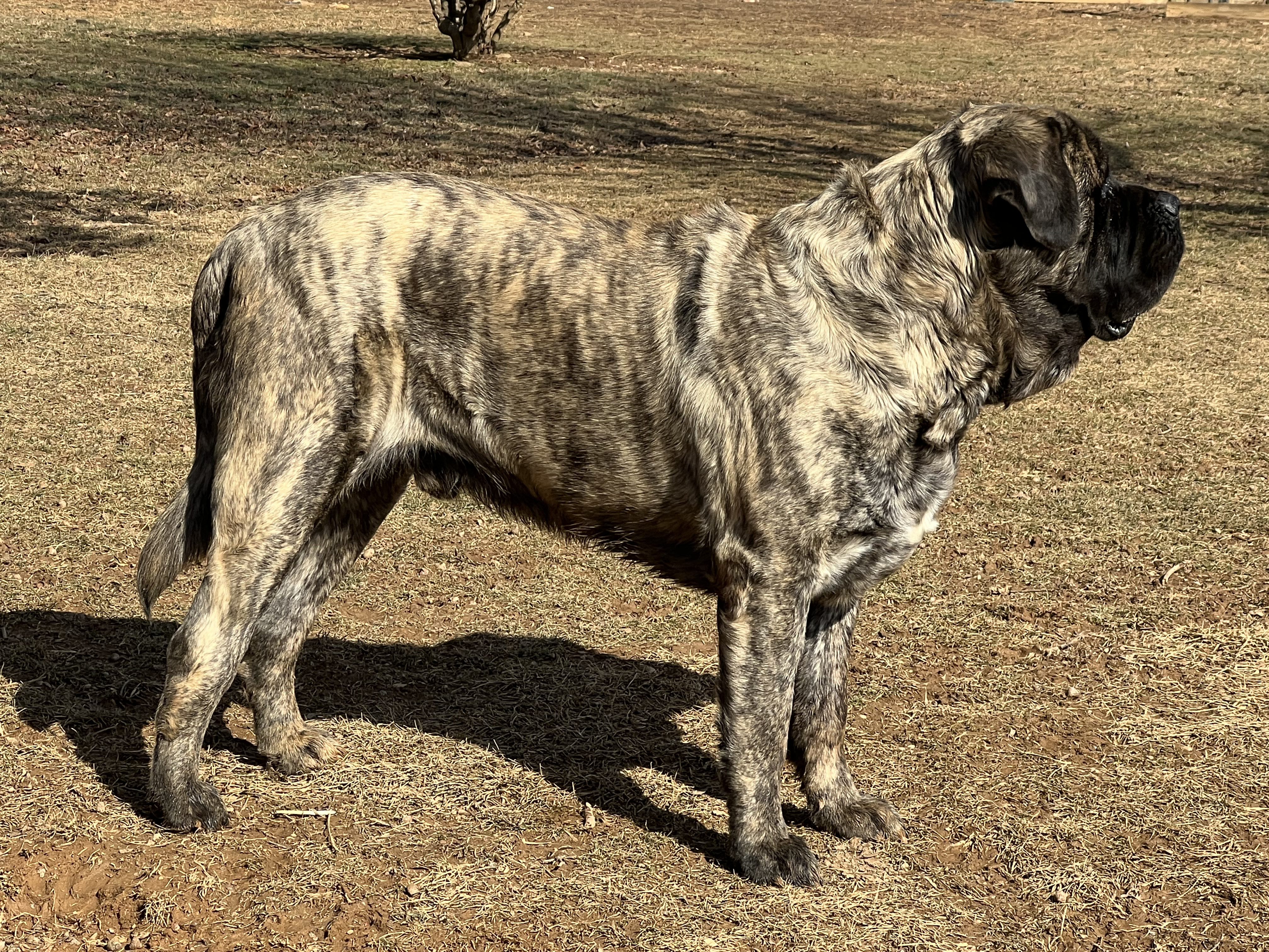 Deer Creek's Clarence "Clarence" - Image 4 of 4