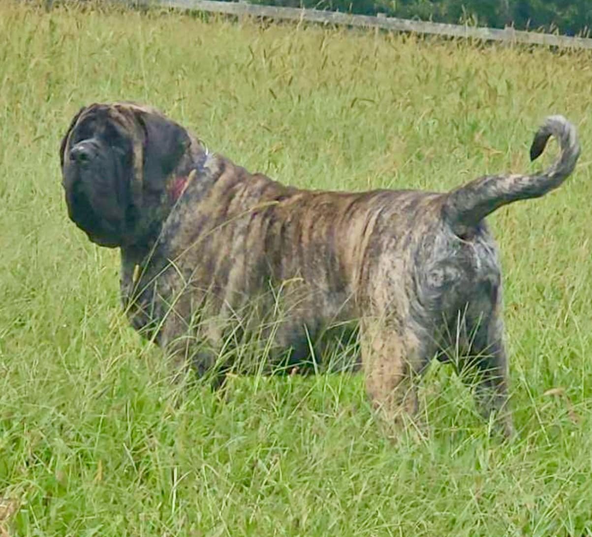 CH Deer Creek's Otis "Otis" - Image 8 of 10
