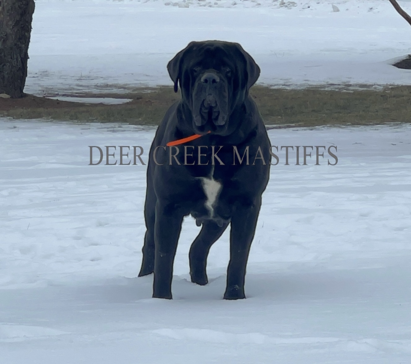 Deer Creek's Coal Miner's Daughter "Coal" - Image 4 of 7