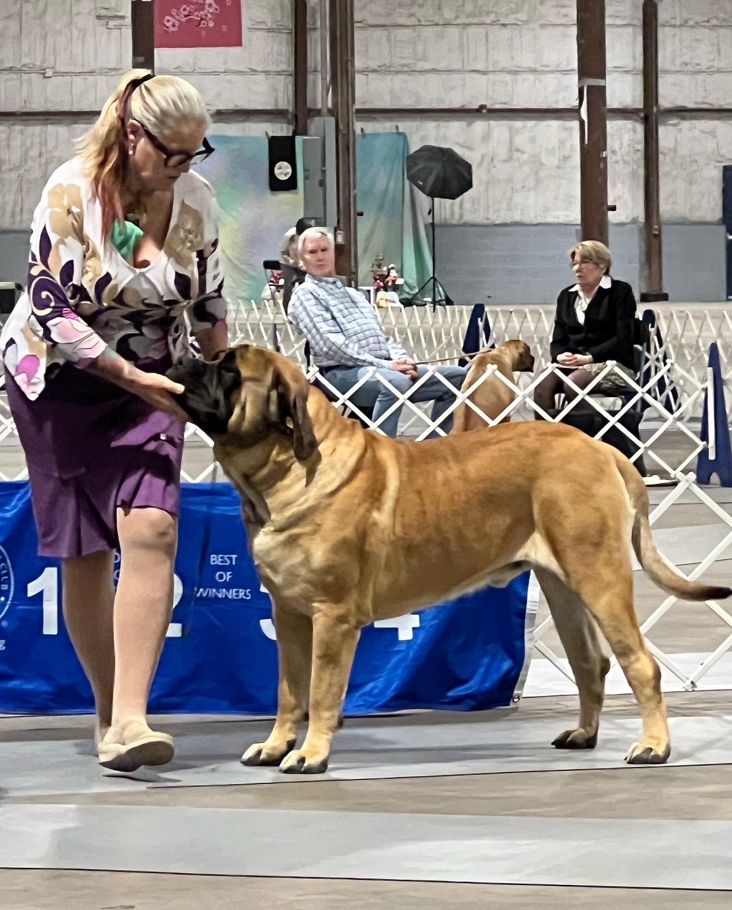 GCH CH Deer Creek's Cletus II "Cletus" - Image 12 of 14