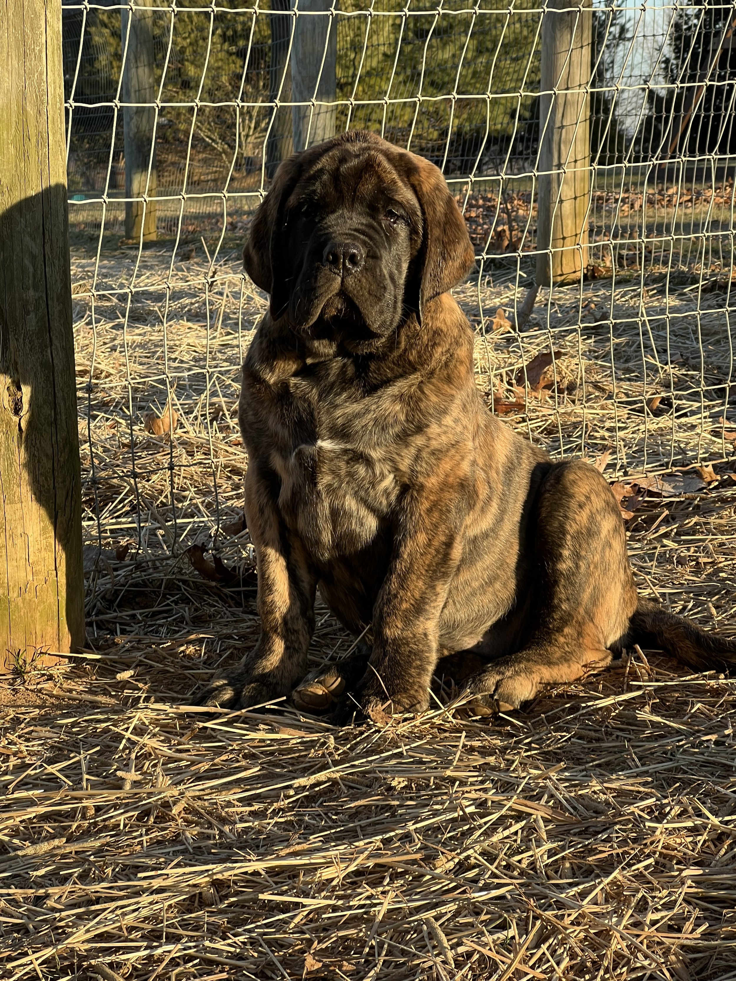 Deer Creek's Hope Everlasting "Clara" - Image 5 of 6