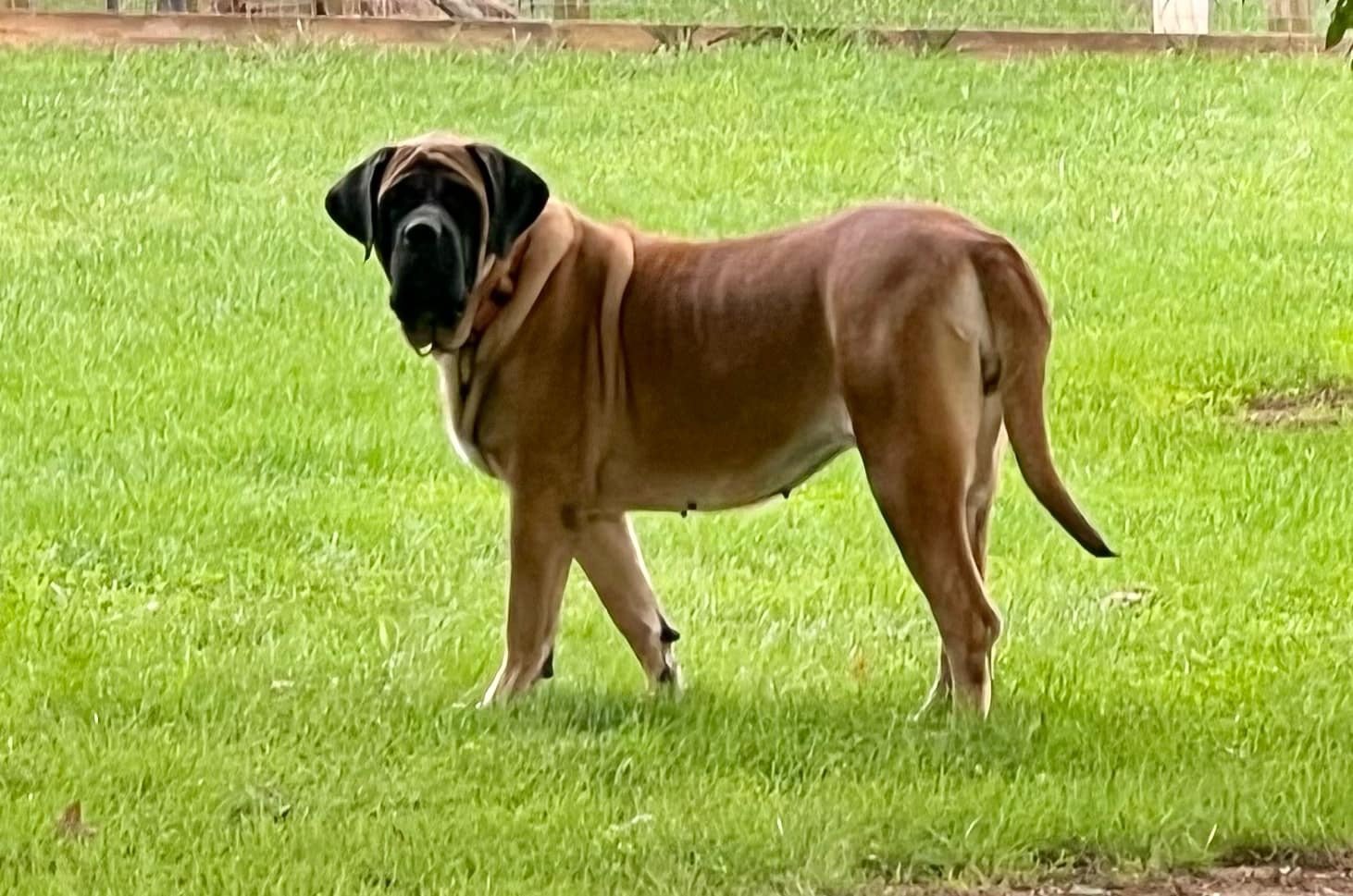 Deer Creek's Betty Is So Faithful "Betty" - Image 4 of 4