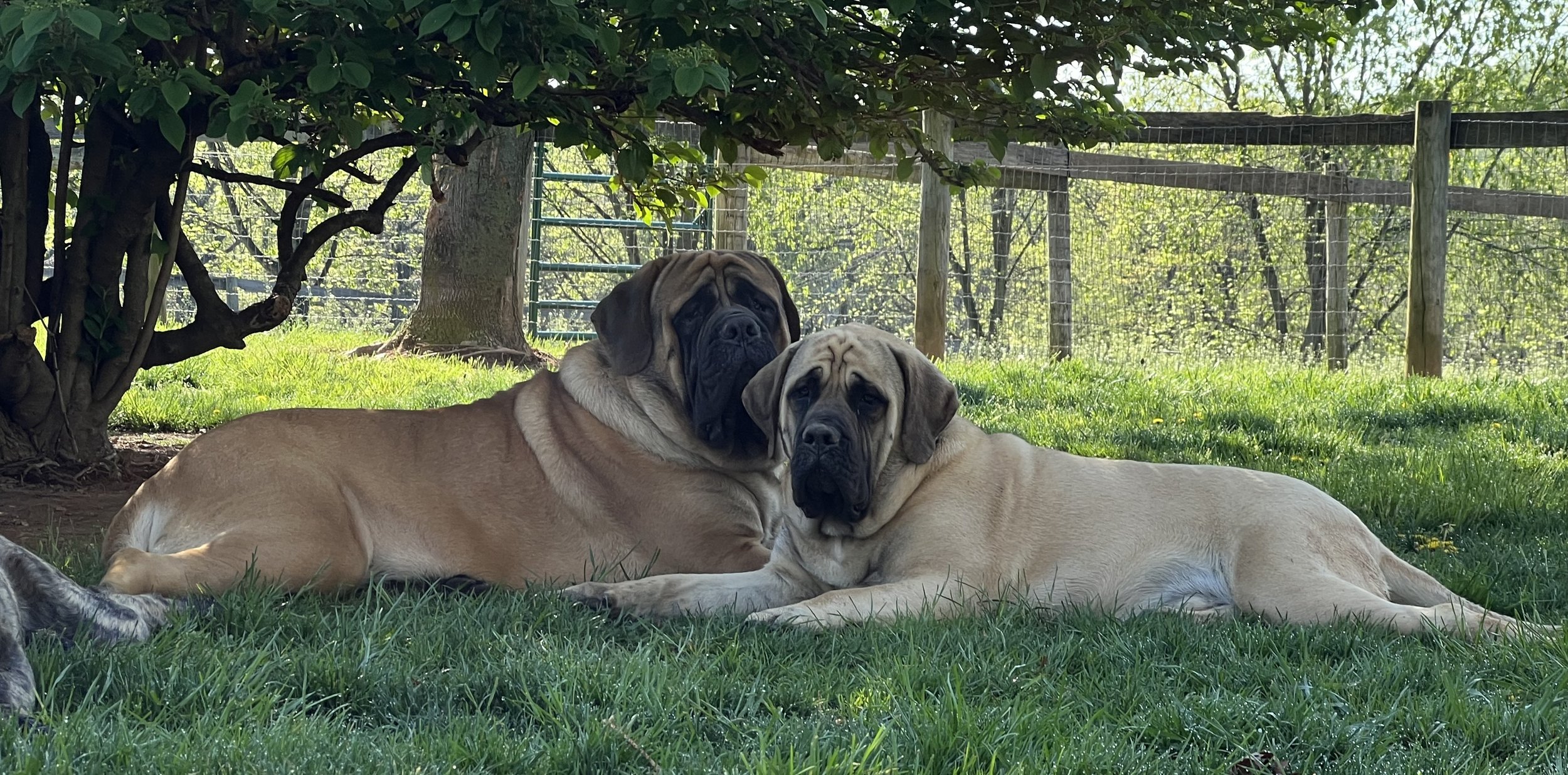 GCH CH Deer Creek's Cletus II "Cletus" - Image 11 of 14