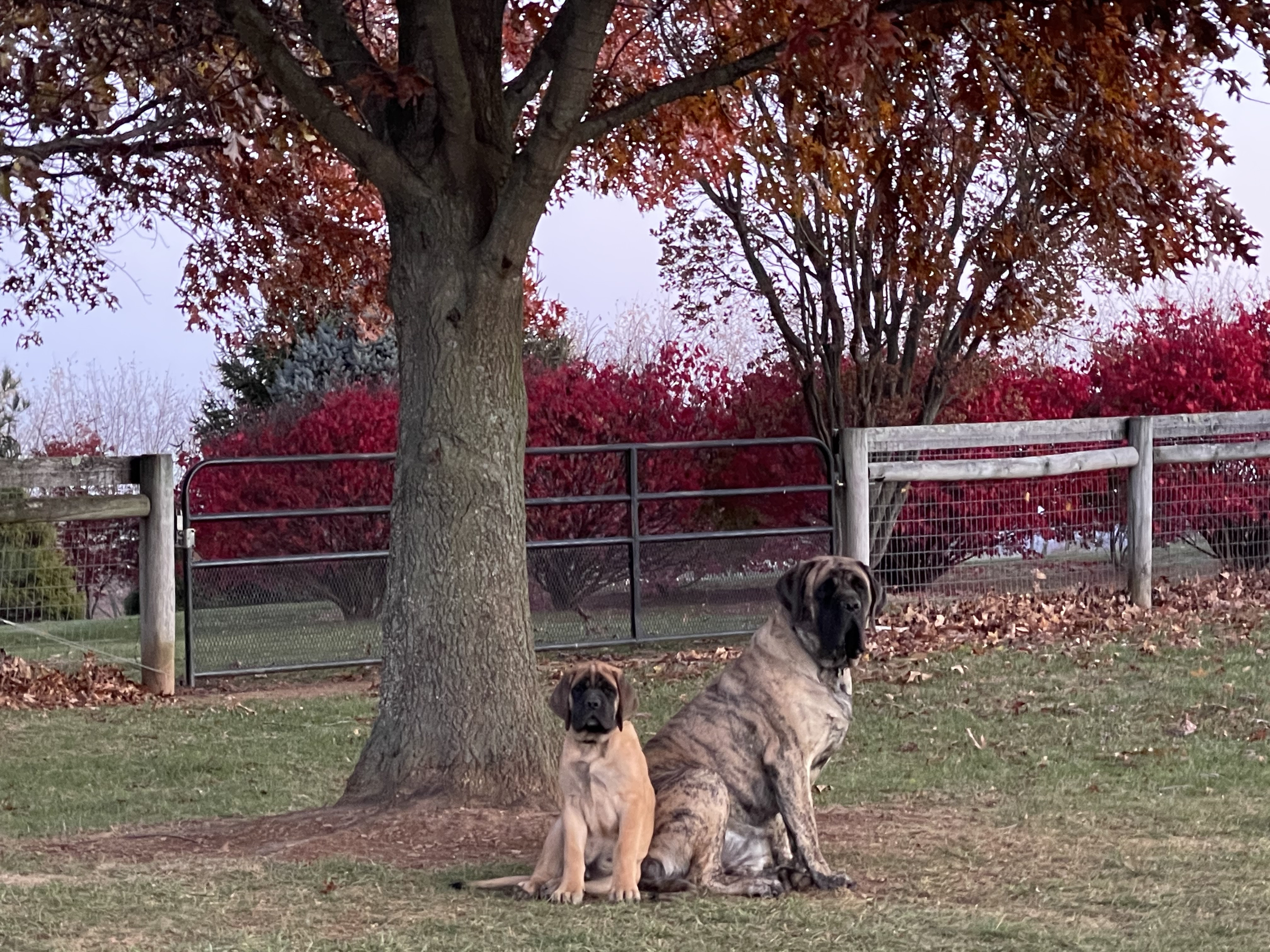 Deer Creek's Claire Bear "Claire" — In Loving Memory - Image 9 of 23
