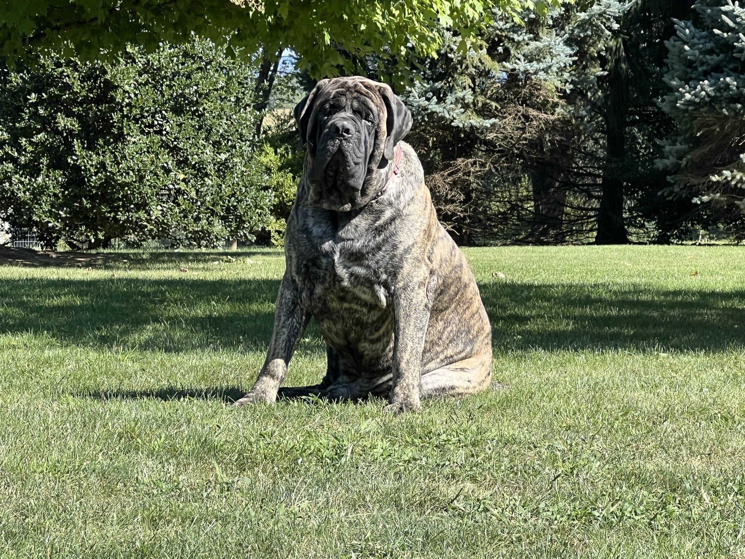 CH Deer Creek's Otis "Otis" - Image 6 of 10