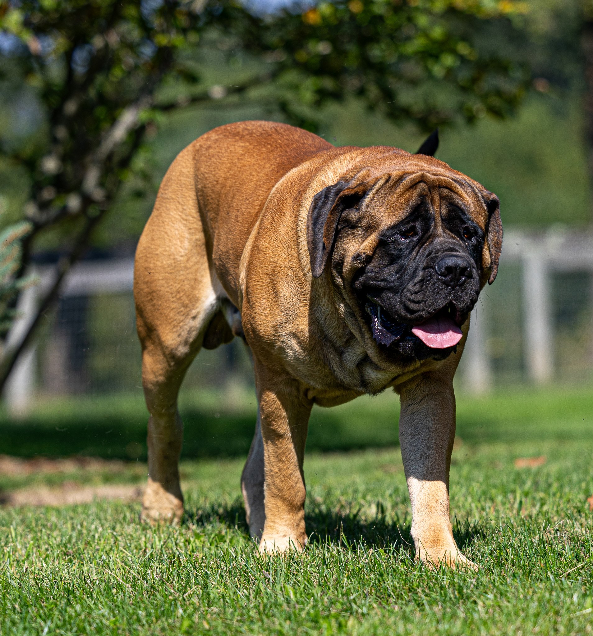 GCH CH Deer Creek's Cletus II "Cletus" - Image 2 of 14