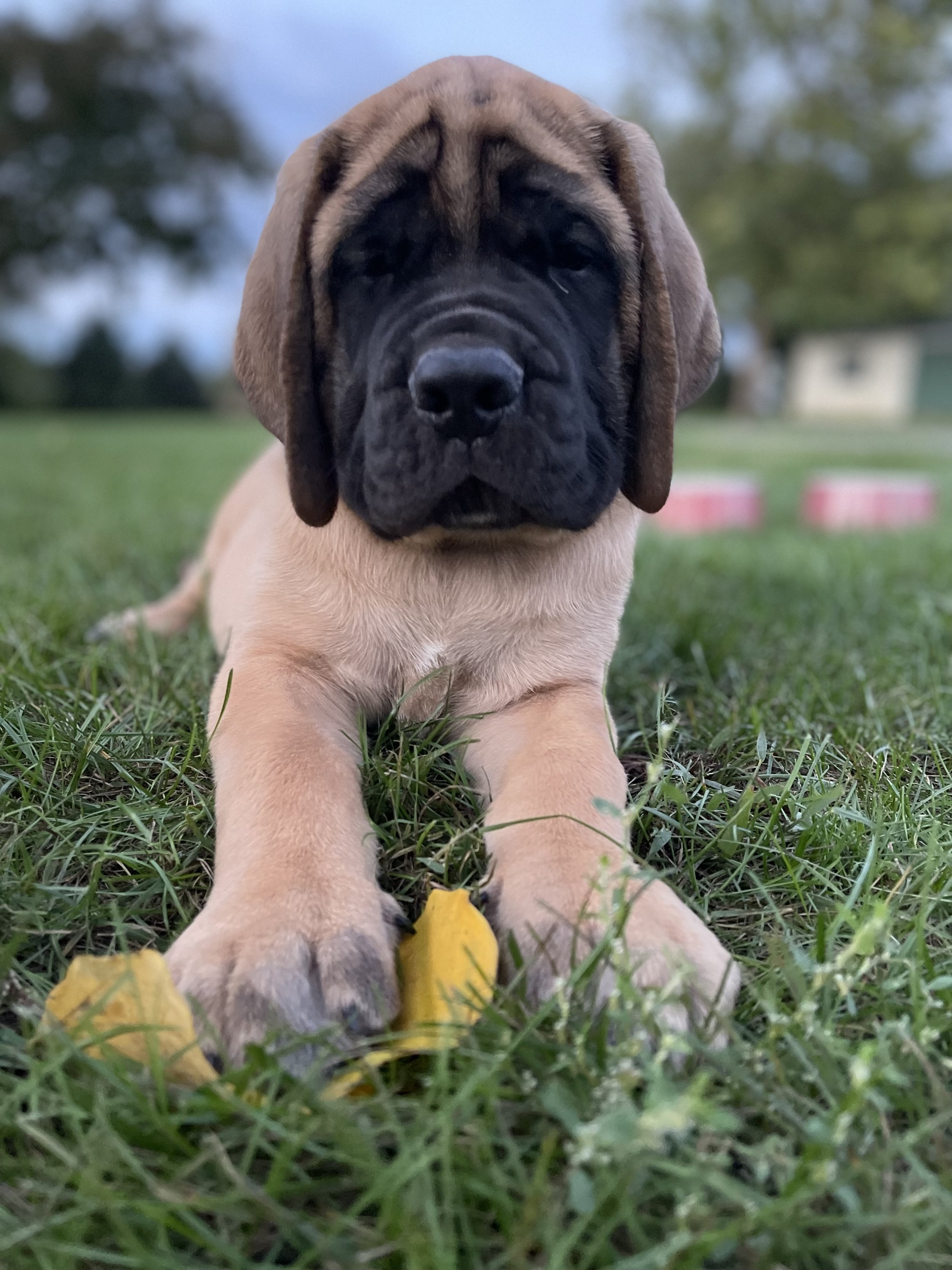 GCH CH Deer Creek's Cletus II "Cletus" - Image 13 of 14