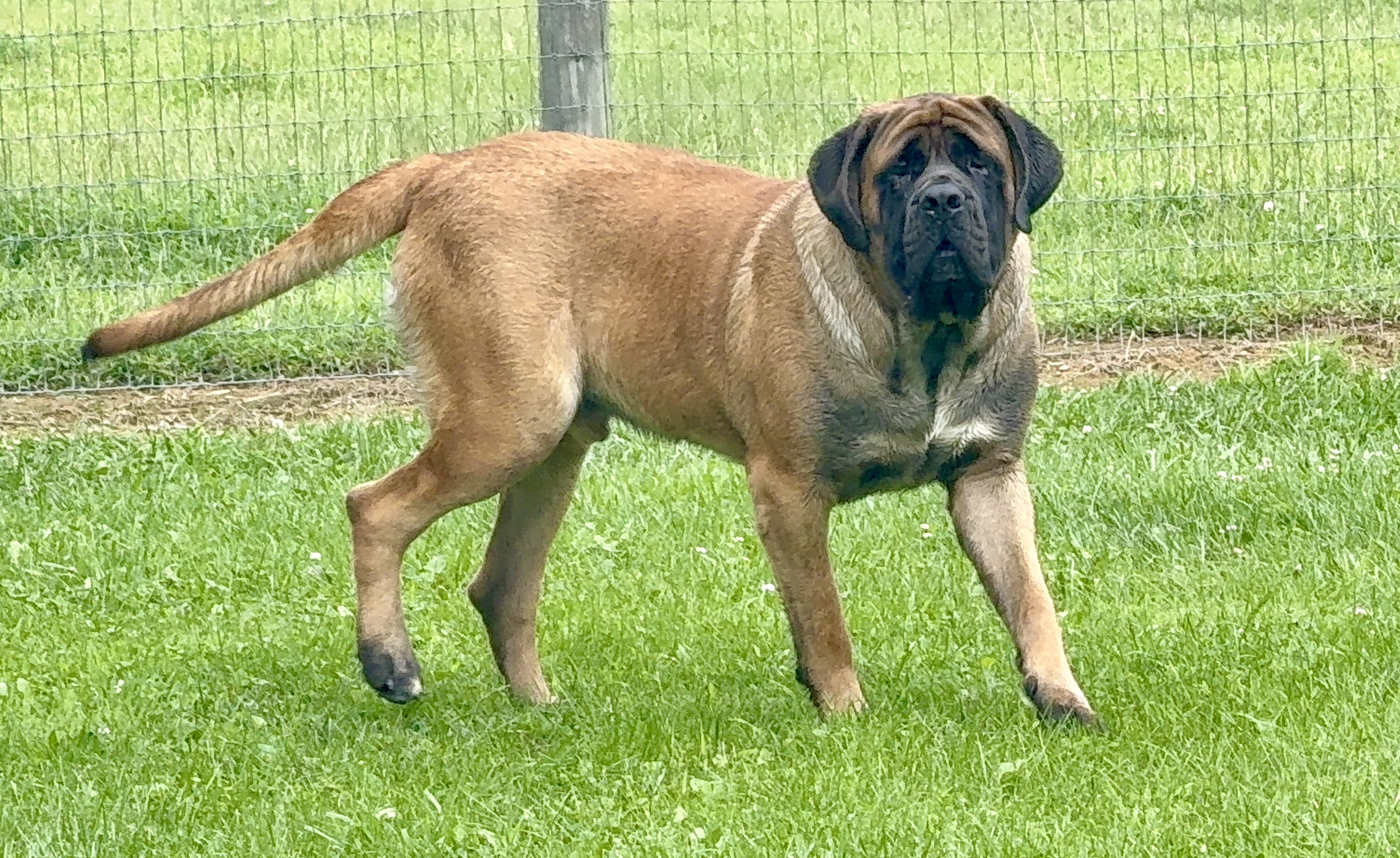 Scooby - Image 2 of 3