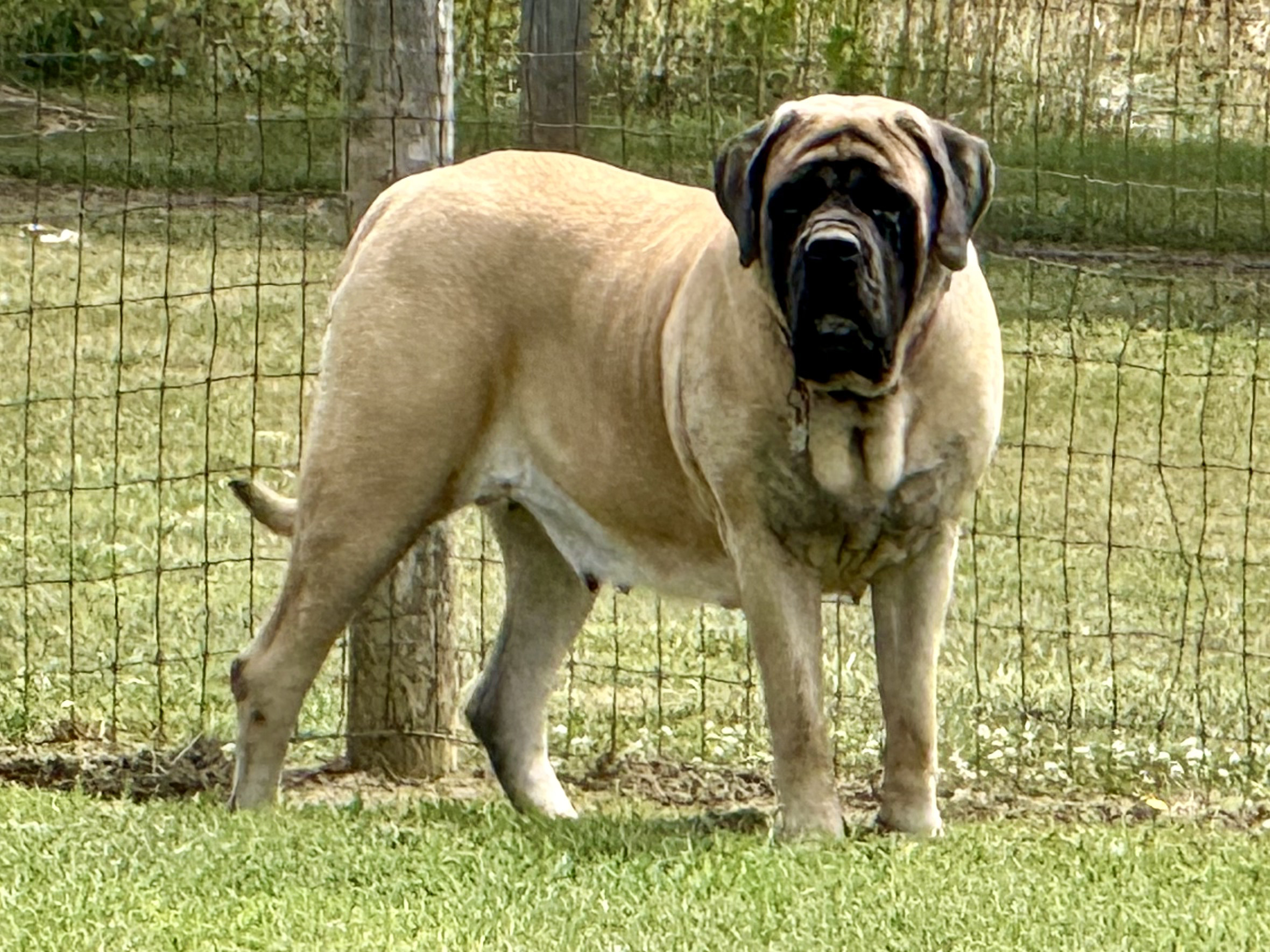 Deer Creek's Casey "Casey" - Image 2 of 7