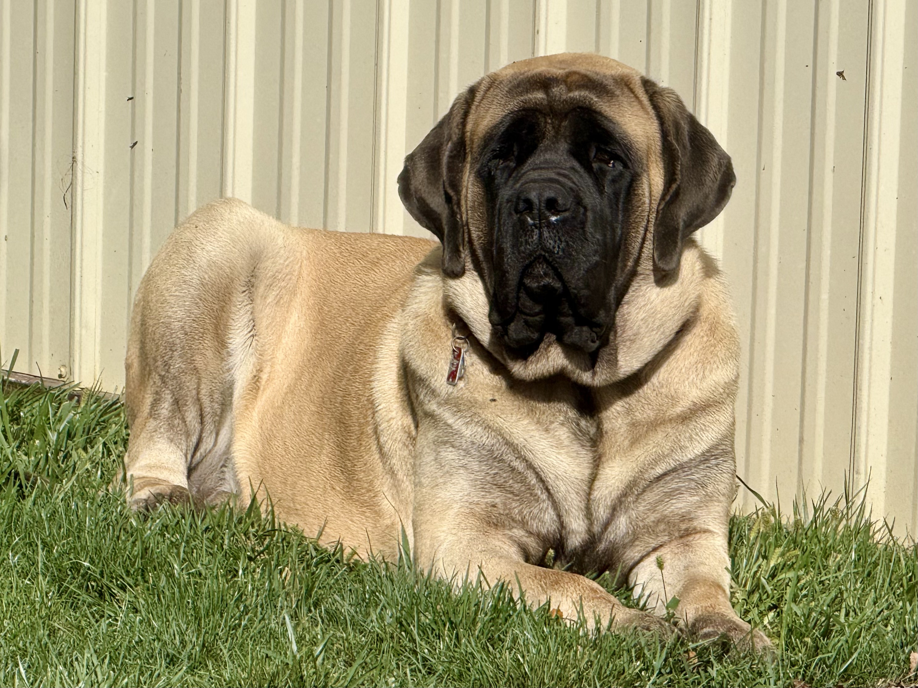 Deer Creek's Casey "Casey" - Image 7 of 7