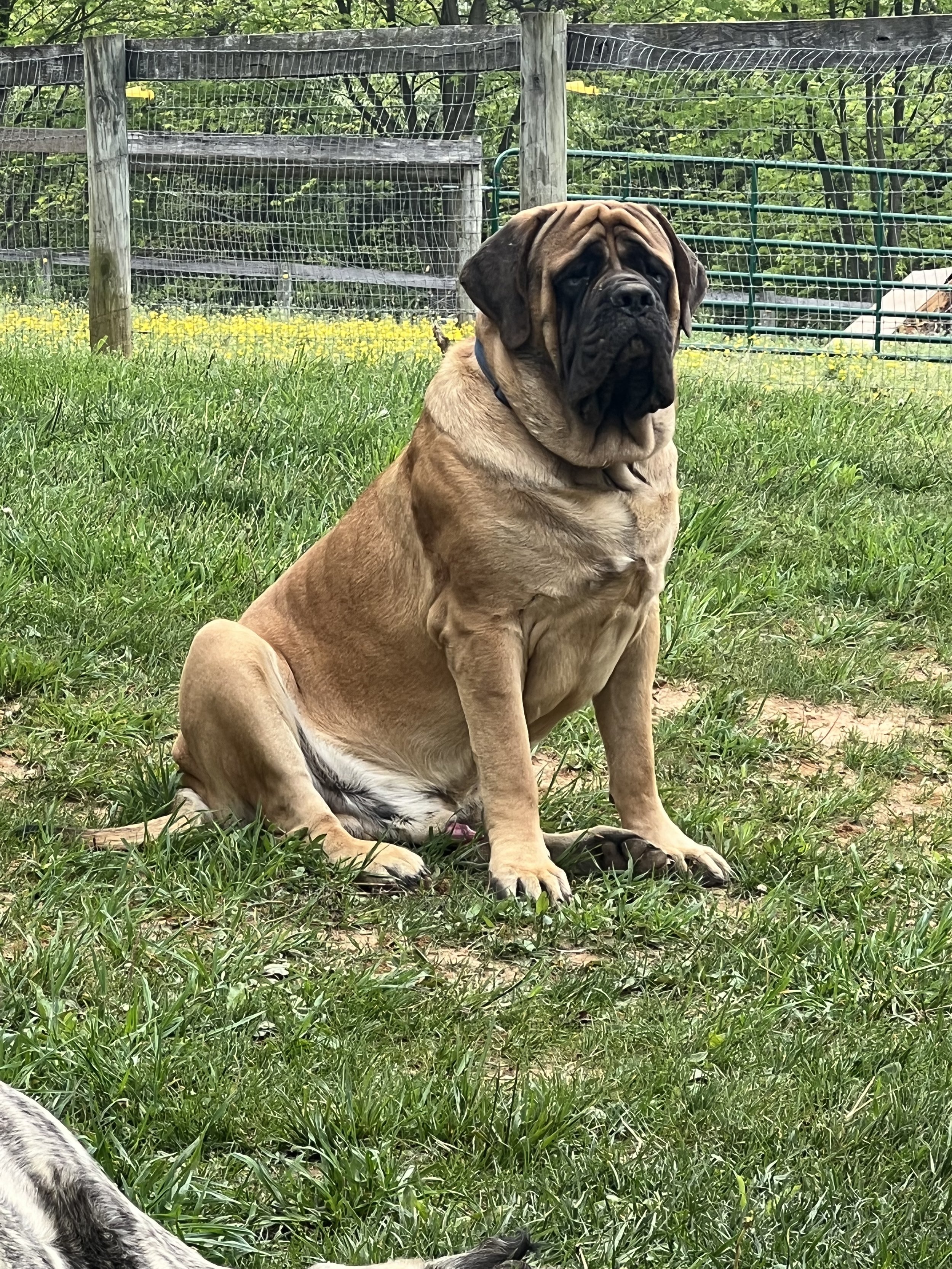 GCH CH Deer Creek's Cletus II "Cletus" - Image 8 of 14