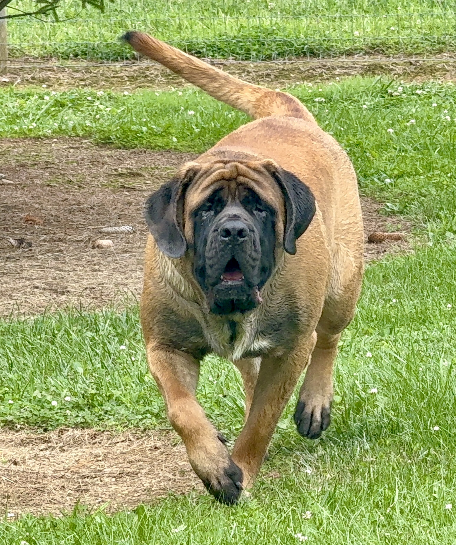 Scooby - Image 3 of 3