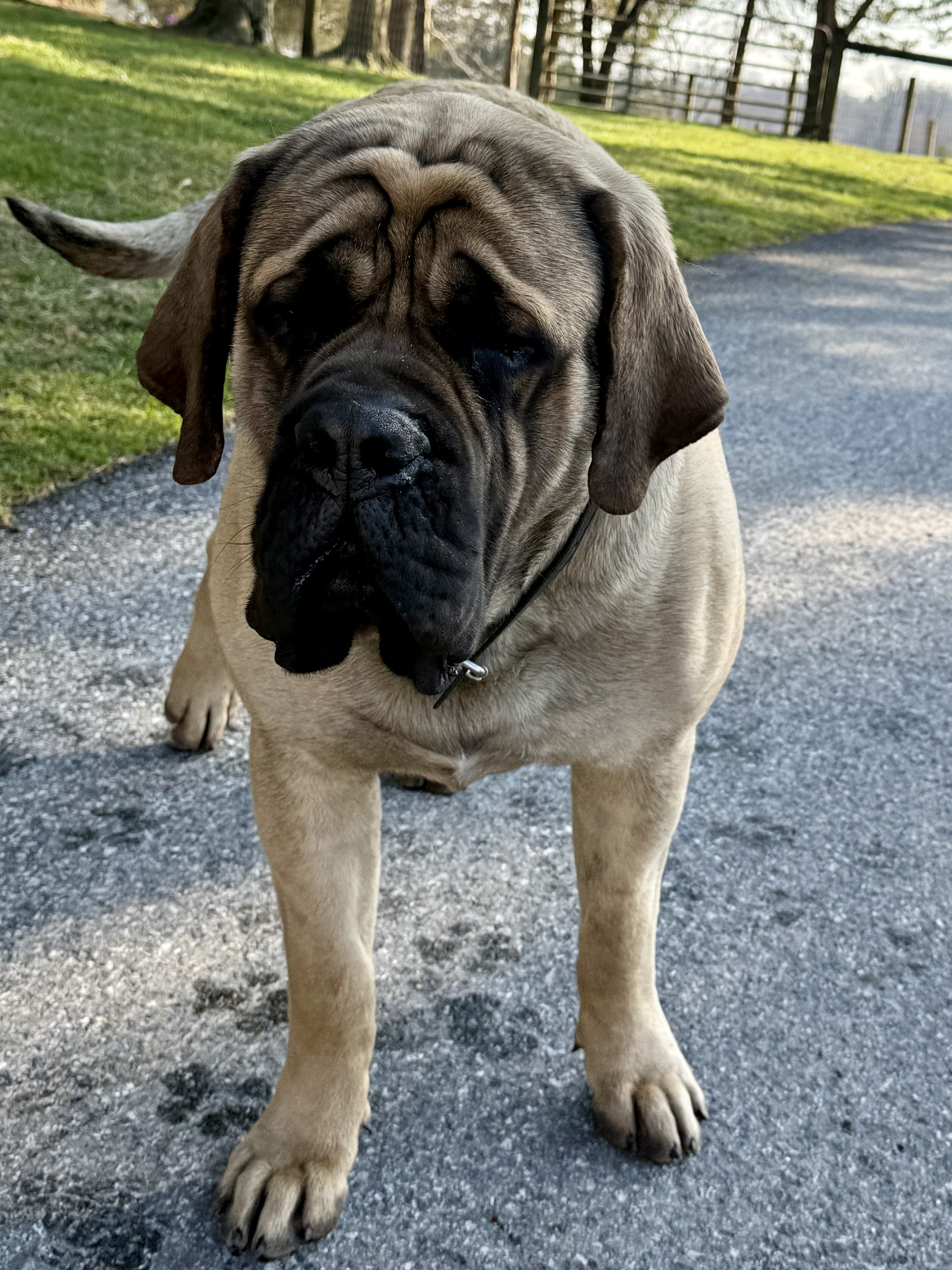 Deer Creek's Leader of the Pack at Cedar Hill "Ryder" - Image 2 of 5
