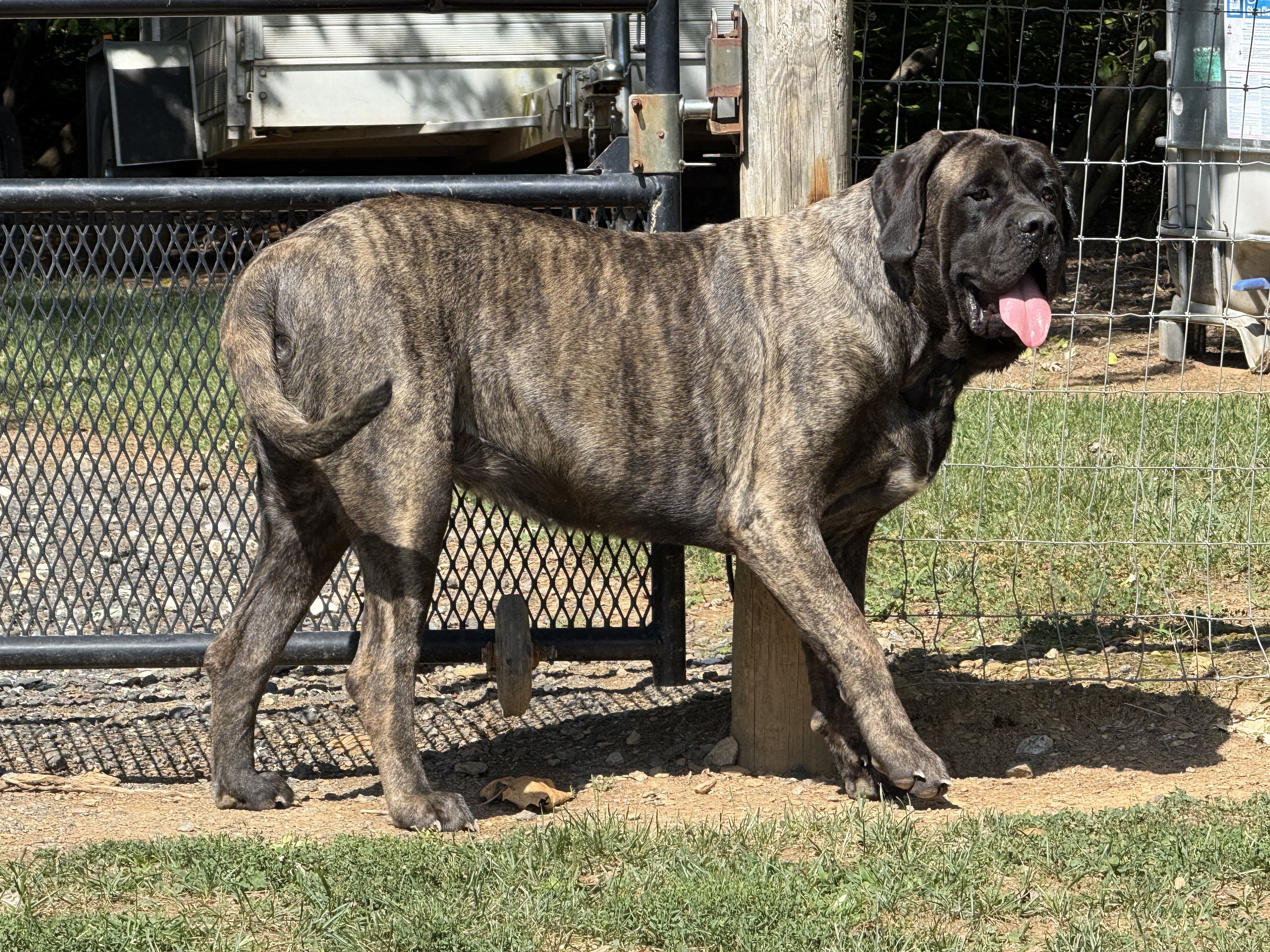Deer Creek's Little Bird of Dublin "Molly" - Image 2 of 7