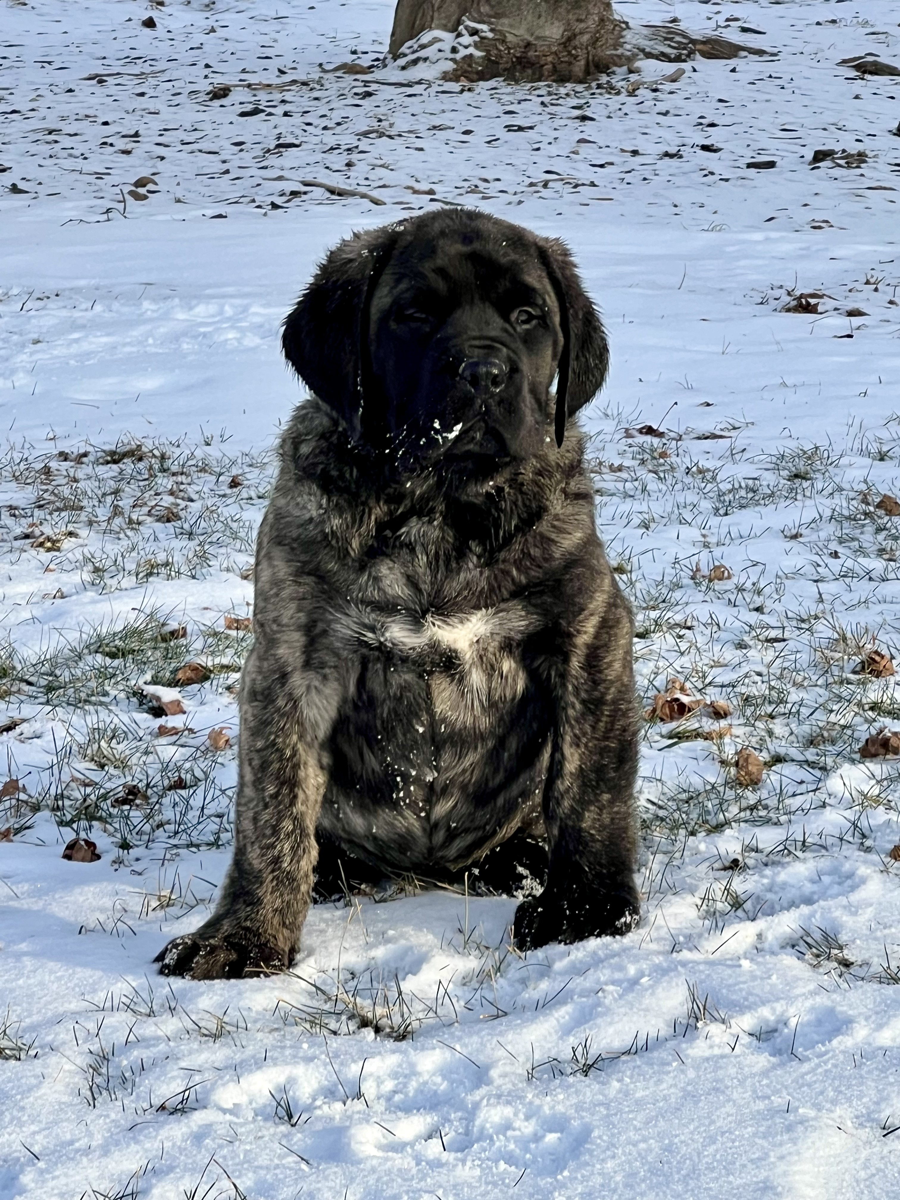 Deer Creek's Little Bird of Dublin "Molly" - Image 7 of 7