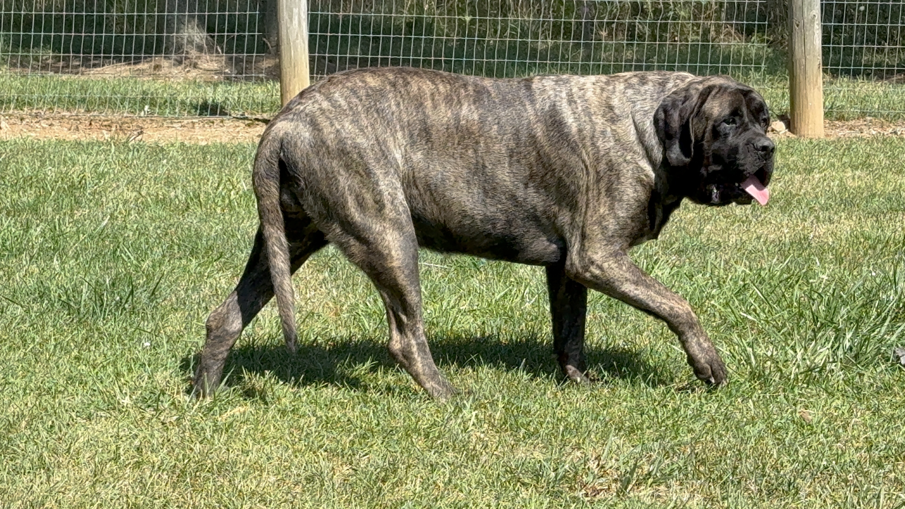 Deer Creek's Little Bird of Dublin "Molly" - Image 4 of 7